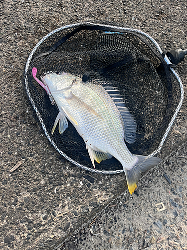 キビレの釣果