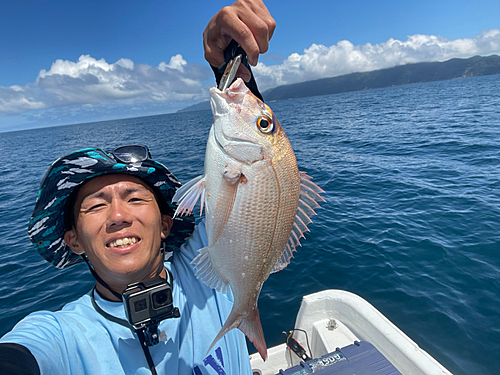 マダイの釣果