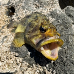 シマソイの釣果