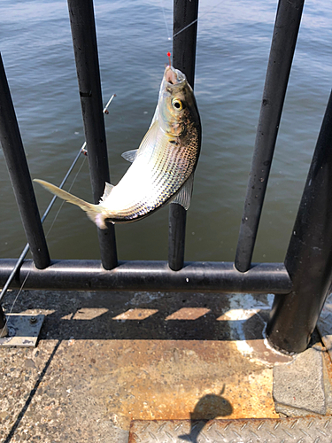 コノシロの釣果