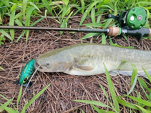 ナマズの釣果