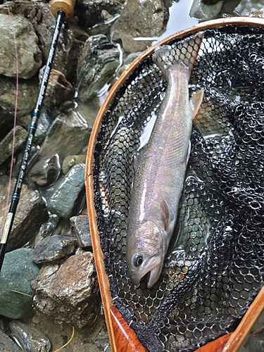 イワナの釣果