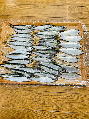 サバの釣果