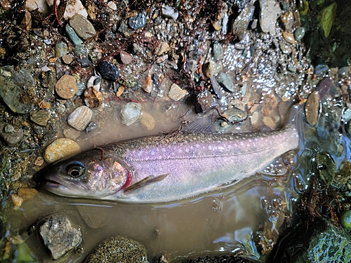 イワナの釣果