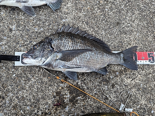 チヌの釣果