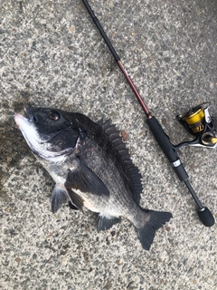 チヌの釣果