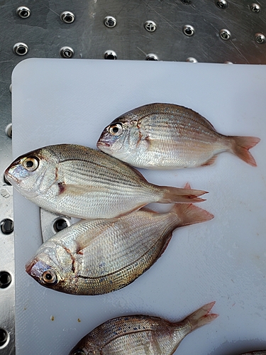 マダイの釣果