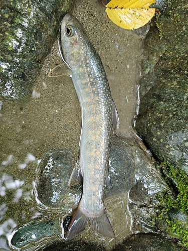 イワナの釣果