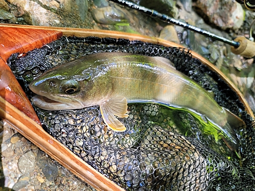 ヤマトイワナの釣果