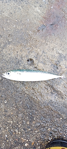 サバの釣果