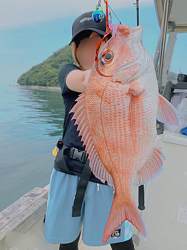 マダイの釣果