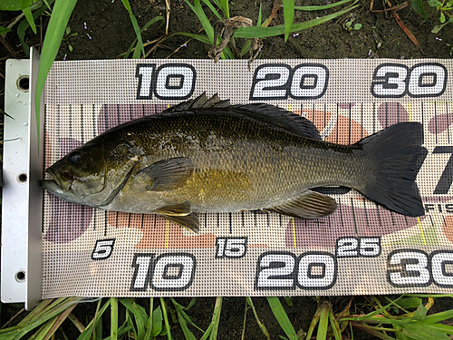 スモールマウスバスの釣果