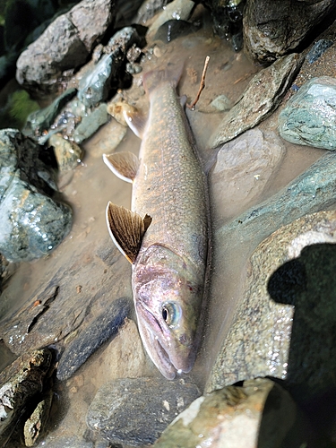 イワナの釣果