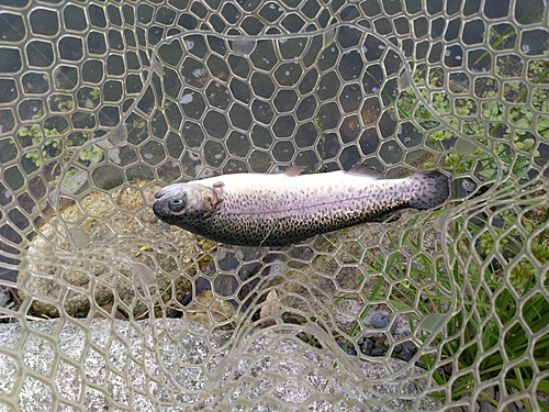 ニジマスの釣果