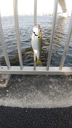 コノシロの釣果