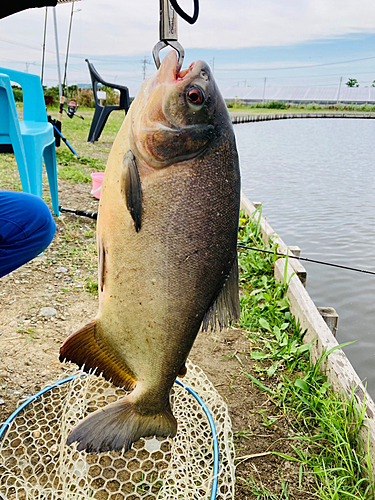 コロソマの釣果