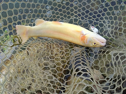 アルビノニジマスの釣果