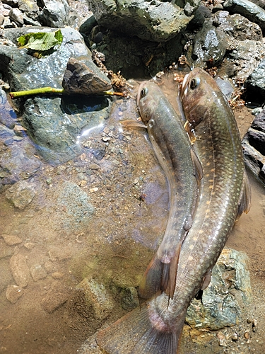 イワナの釣果