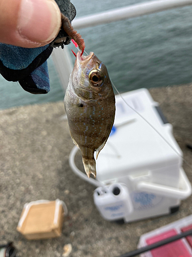 チャリコの釣果