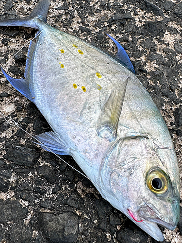 ナンヨウカイワリの釣果