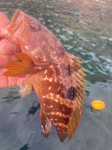 キジハタの釣果