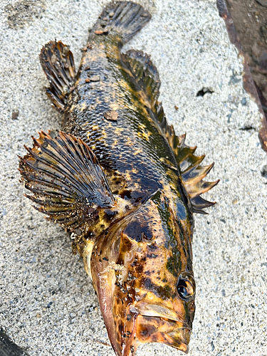 タケノコメバルの釣果