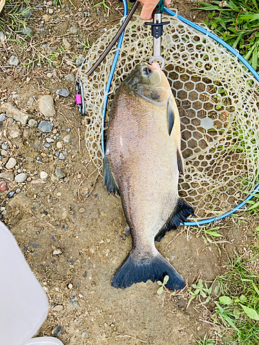 コロソマの釣果