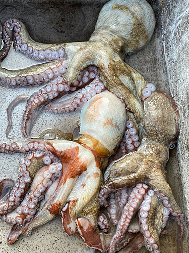 タコの釣果