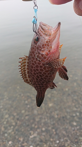 オオモンハタの釣果