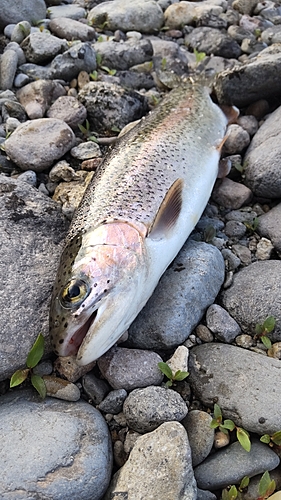 ニジマスの釣果