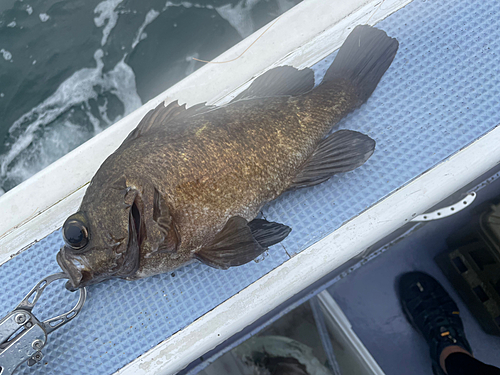 クロメバルの釣果