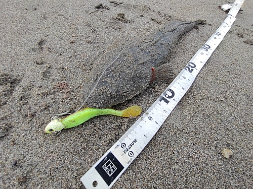 マゴチの釣果