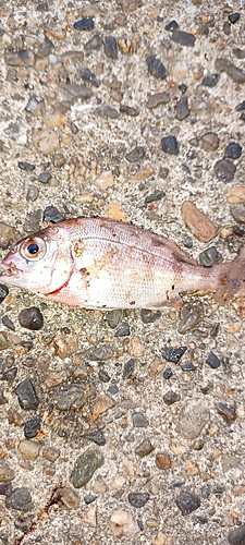 マダイの釣果