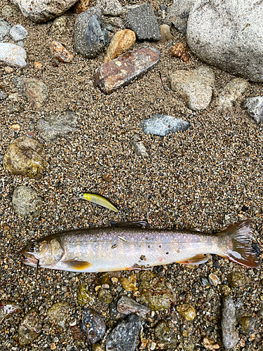 イワナの釣果