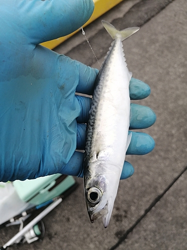 サバの釣果