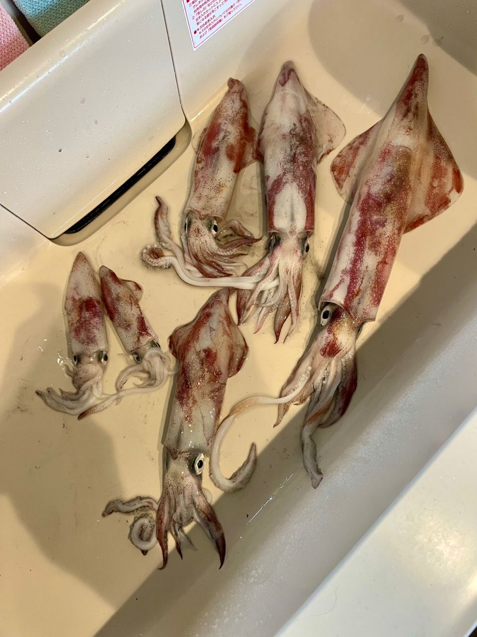 金岡隆一さんの釣果 2枚目の画像