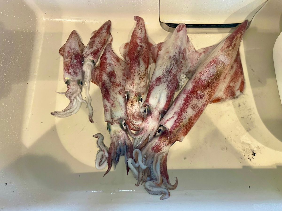 金岡隆一さんの釣果 3枚目の画像