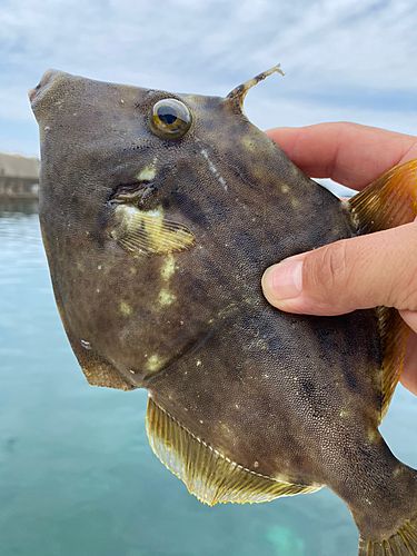 カワハギの釣果