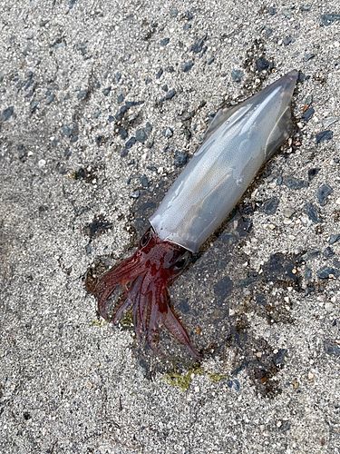 ケンサキイカの釣果