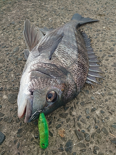 チヌの釣果