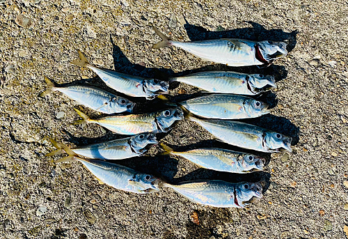 アジの釣果