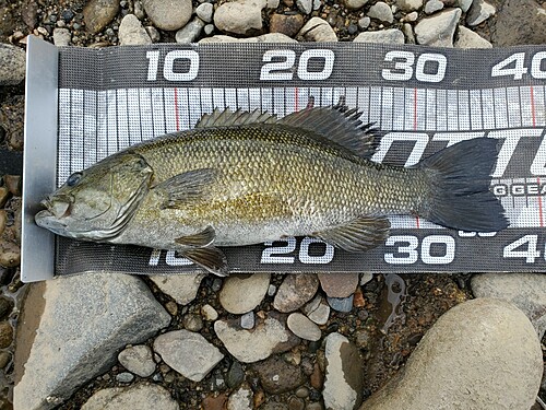 スモールマウスバスの釣果