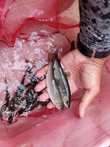 アユの釣果