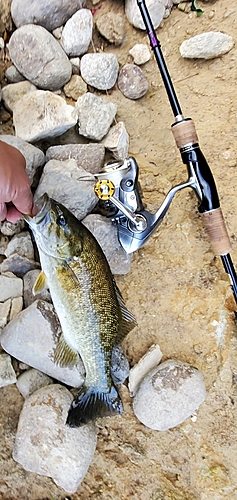 スモールマウスバスの釣果