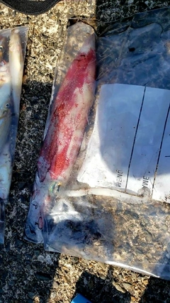 マルイカの釣果
