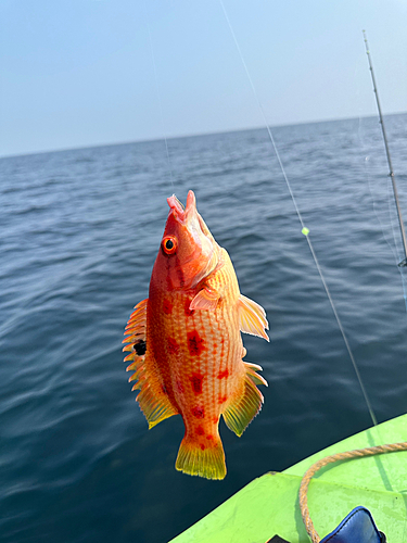 キツネダイの釣果