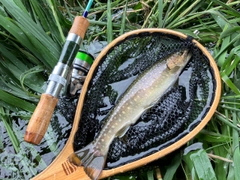 イワナの釣果