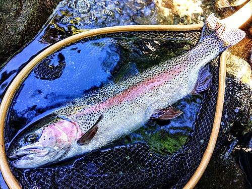 ニジマスの釣果