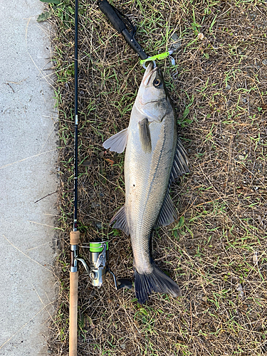 シーバスの釣果