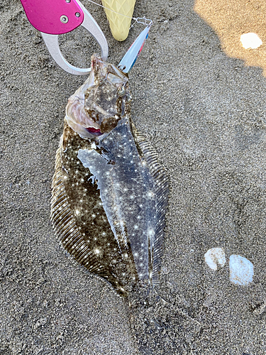 ヒラメの釣果